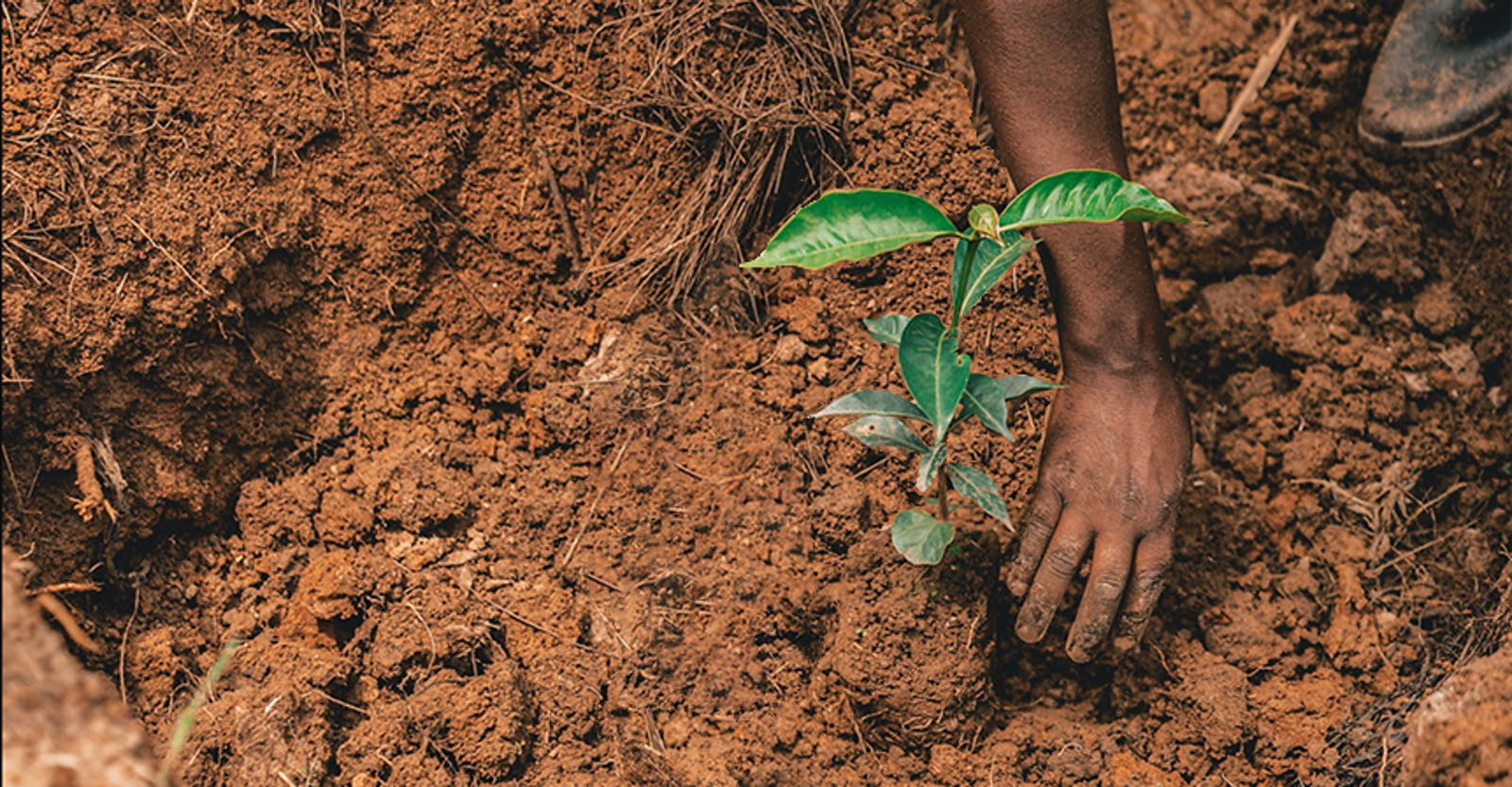 A person's hand carefully planting a green seedling into rich, dark soil.