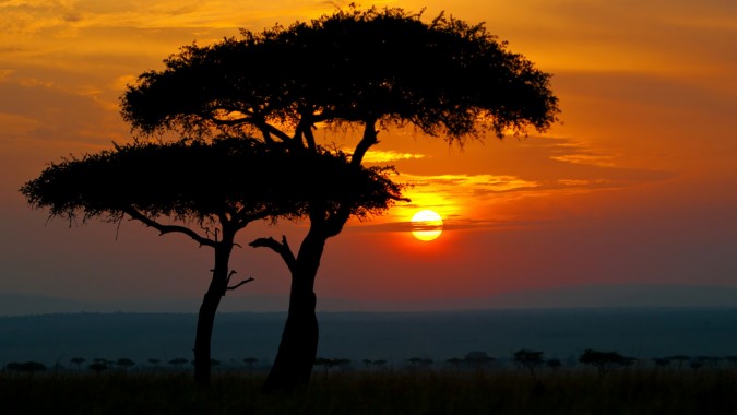 A dramatic, golden sunset over the savanna with two acacia trees silhouetted against the sky.